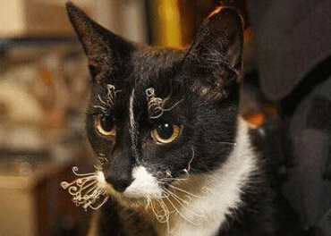 笑死人的说说加图片:老师说我是搅屎棍,那么我同学是什么?9