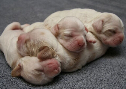 笑死人的说说加图片:老师说我是搅屎棍,那么我同学是什么?14