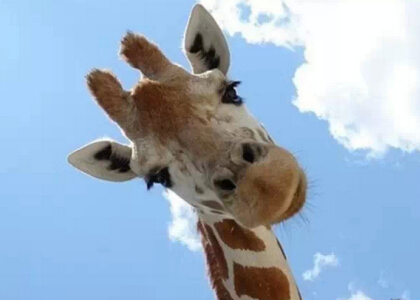 带图搞笑说说1 带图搞笑说说1