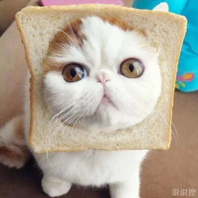 好笑的说说带图片,搞笑的说说笑死人带图2 好笑的说说带图片,搞笑的说说笑死人带图2