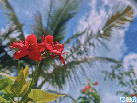 早安正能量简短句子 所谓梦想就是永不停息的疯狂1