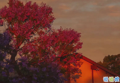 看着笑死人的朋友圈说说 2021一波沙雕又可爱的文案2