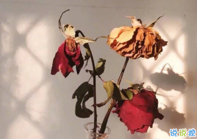 久久驻在心里的宝藏文案 为谁风露立中宵2