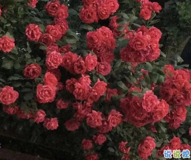 适合十一月发朋友圈温暖人心的文案 放弃不难但坚持一定很酷2