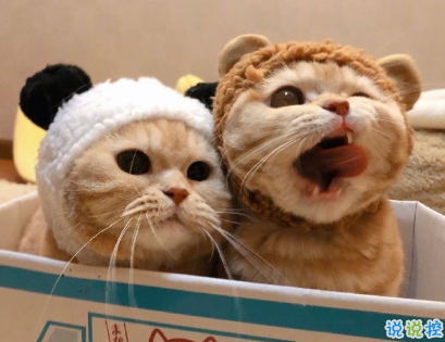 2021让你觉得人间值得的温柔说说 日日又长长感谢所有奇妙相遇1