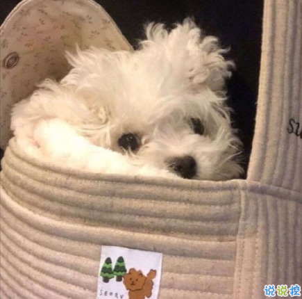 2020冬天天气变冷的很有梗的搞笑说说 我遇见你枯木逢春2