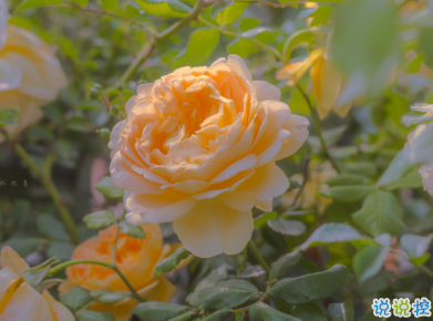 天冷发朋友圈搞笑说说带图片 降温朋友圈最火文案6