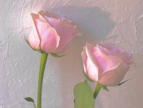 很经典不会过时的秀恩爱文案 不矫揉造作的经典表白说说2