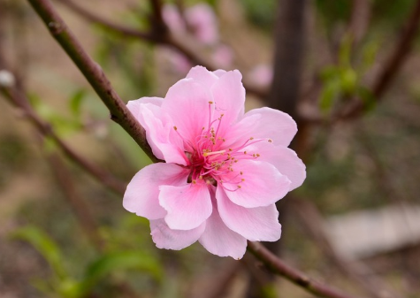 春天桃花开的唯美句子配图 朋友圈晒桃花开了句子202110