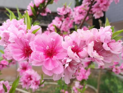 春天桃花开的唯美句子配图 朋友圈晒桃花开了句子202112