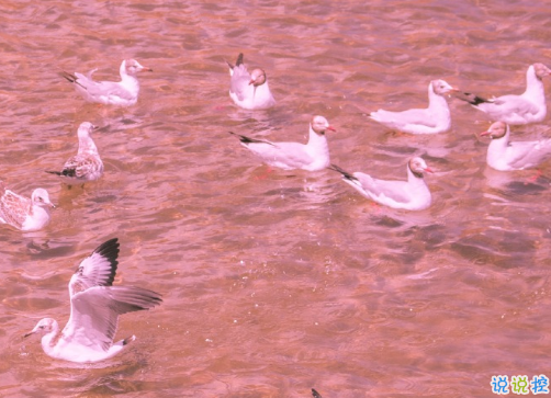 给正在追求女孩子的晚安句子 打动女孩子的超级好听的晚安文案2