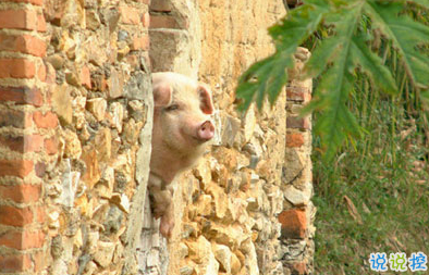 笑死人的搞笑说说超好玩:你以为有钱真的会快乐吗11