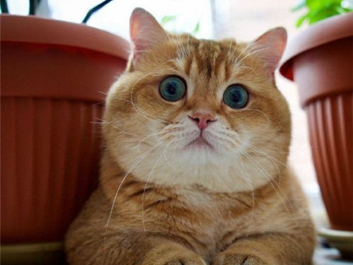 可以戳中中你笑点的搞笑说说带图片2