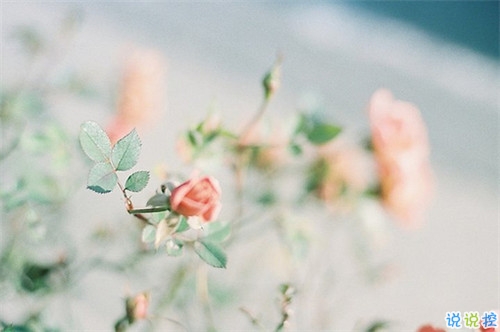 真心爱一个人的说说带图片 自从遇见你人生苦短甜长2