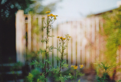 超唯美文艺的说说带图片 你看没看见我都盛开风来不来芬芳都在5