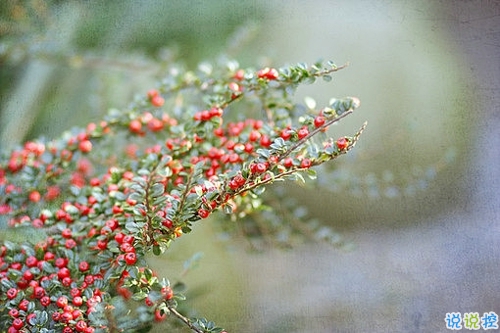 优美说说唯美的句子配图：海底月是天上月，只是镜花水月12