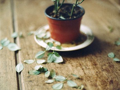 安意如经典语录关于人生和爱情的句子 文字控大爱的文艺安意如语录